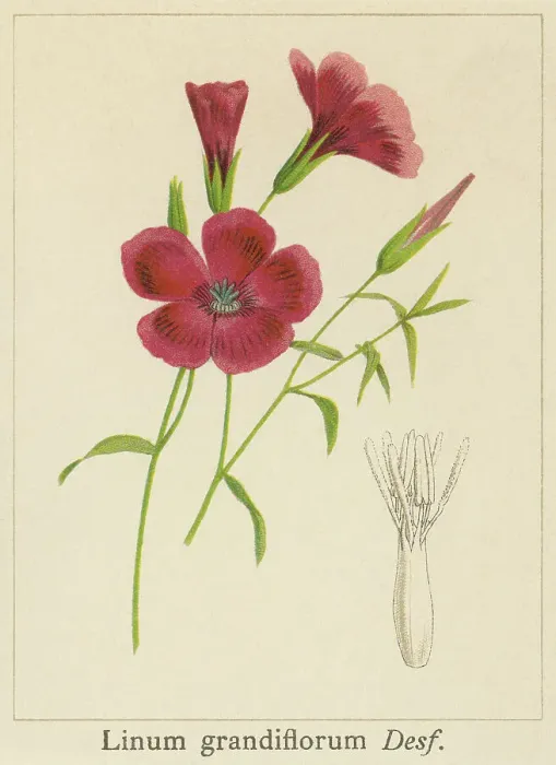 Framed Print : Old chromolithograph illustration of Botany, flowering flax, red flax, scarlet flax, and crimson flax (Linum grandiflorum) Framed Print : Old chromolithograph illustration of Botany, flowering flax, red flax, scarlet flax, and crimson flax (Linum grandiflorum)