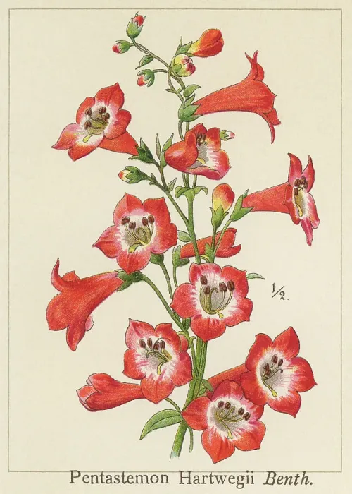 Framed Print : Old chromolithograph illustration of Botany, Hartweg's beardtongue (Penstemon hartwegii) Framed Print : Old chromolithograph illustration of Botany, Hartweg's beardtongue (Penstemon hartwegii)