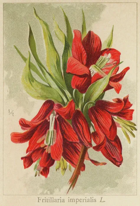 Framed Print : Old chromolithograph illustration of Botany, Crown imperial, imperial fritillary or Kaiser's crown (Fritillaria imperialis rubra)