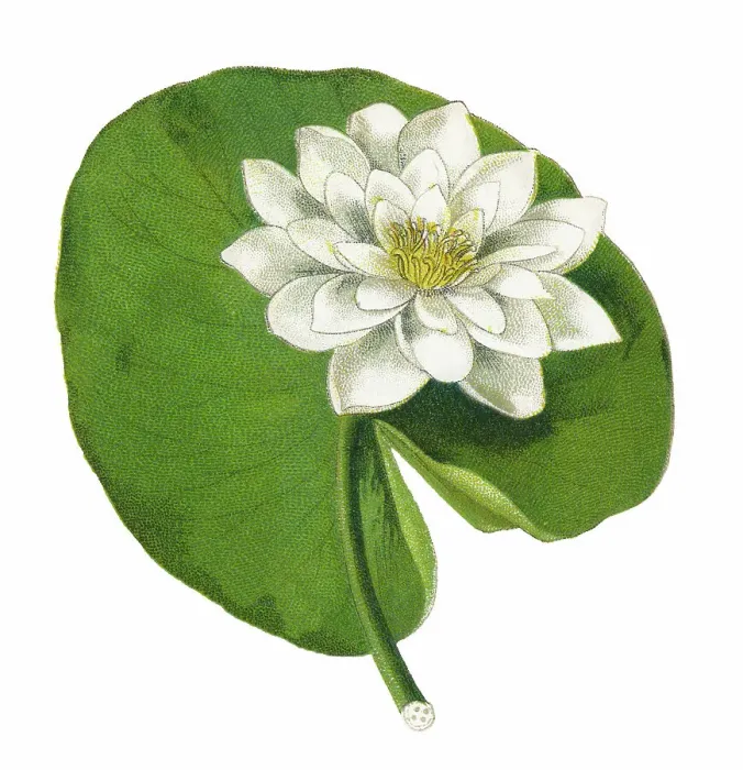 Framed Print : Old chromolithograph illustration of Botany, white waterlily, European white water lily or white nenuphar (Nymphaea alba) Framed Print : Old chromolithograph illustration of Botany, white waterlily, European white water lily or white nenuphar (Nymphaea alba)