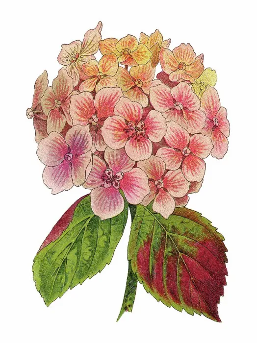 Framed Print : Old chromolithograph illustration of Botany, bigleaf hydrangea, French hydrangea, lacecap hydrangea, mophead hydrangea, penny mac or hortensia (Hydrangea macrophylla, Hydrangea opulodes)