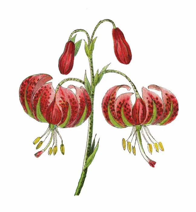 Framed Print : Old chromolithograph illustration of Botany, Turk's cap lily (Lilium martagon) pollinated by Hummingbird hawk-moth (Macroglossum stellatarum) Framed Print : Old chromolithograph illustration of Botany, Turk's cap lily (Lilium martagon) pollinated by Hummingbird hawk-moth (Macroglossum stellatarum)