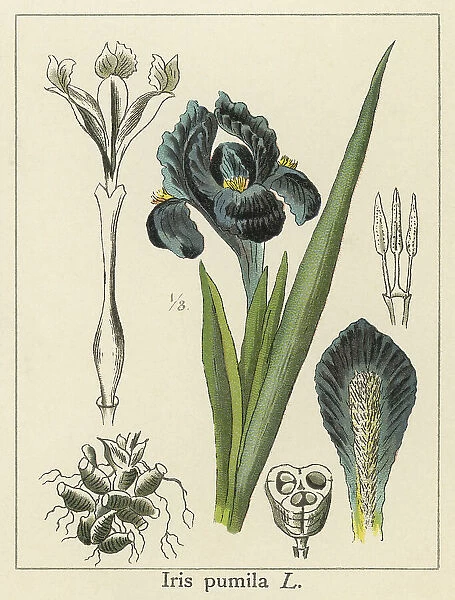 Old chromolithograph illustration of Botany, pygmy iris or dwarf iris (Iris pumila)