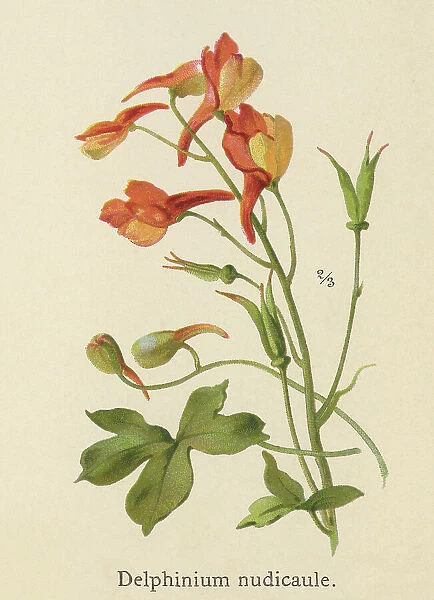 Old chromolithograph illustration of Botany, canyon larkspur, red larkspur, orange larkspur or canyon delphinium (Delphinium nudicaule)