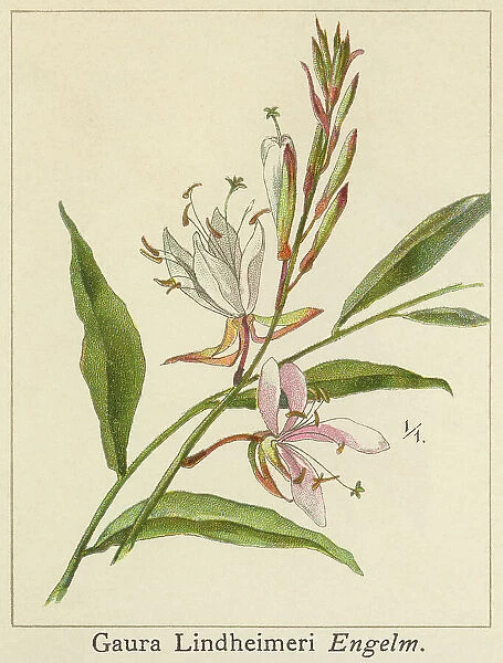 Old chromolithograph illustration of Botany, Lindheimer's beeblossom, white gaura, pink gaura, Lindheimer's clockweed or Indian feather (Oenothera lindheimeri)