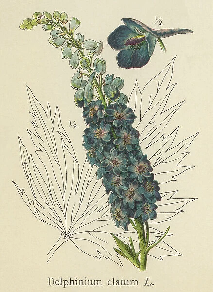 Old chromolithograph illustration of Botany, alpine delphinium or candle larkspur (Delphinium elatum), flowering plant in the buttercup family Ranunculaceae