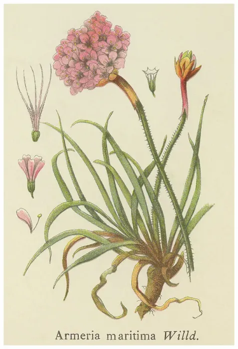 Framed Print : Old chromolithograph illustration of Botany, thrift, sea thrift or sea pink (Armeria maritima) Framed Print : Old chromolithograph illustration of Botany, thrift, sea thrift or sea pink (Armeria maritima)