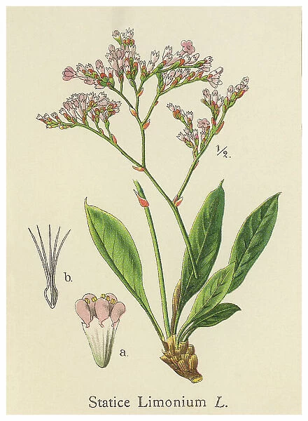 Old chromolithograph illustration of Botany, sea-lavender, statice, caspia or marsh-rosemary (Limonium tataricum)