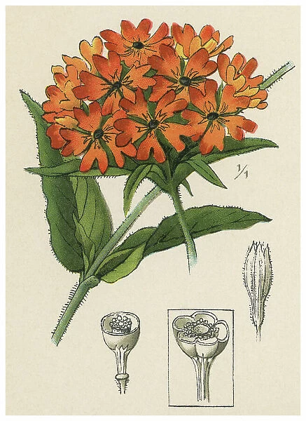 Old chromolithograph illustration of Botany, flower of Bristol, Jerusalem cross, nonesuchMaltese-cross or scarlet lychnis (Silene chalcedonica or Lychnis chalcedonica)
