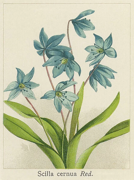 Old chromolithograph illustration of Botany, the Siberian squill or wood squill (Scilla siberica)