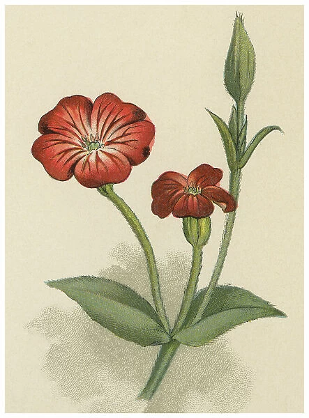 Old chromolithograph illustration of Botany, the rose campion, dusty milleris mullein-pink or bloody Williama, flowering plant in the family Caryophyllaceae, native to Asia and Europe (Lychnis coronaria or Silene coronaria)