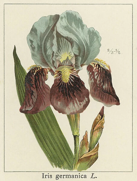 Old chromolithograph illustration of Botany, bearded iris or the German bearded iris (Iris -- germanica)