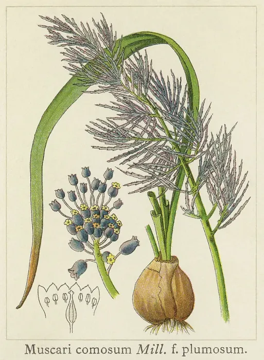 Framed Print : Old chromolithograph illustration of Botany, tassel hyacinth or tassel grape hyacinth (Leopoldia comosa or Muscari comosum) Framed Print : Old chromolithograph illustration of Botany, tassel hyacinth or tassel grape hyacinth (Leopoldia comosa or Muscari comosum)
