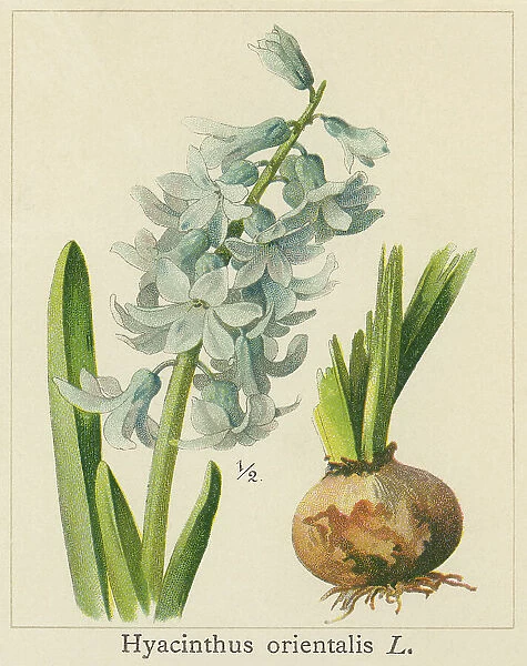 Old chromolithograph illustration of Botany, Hyacinthus, a genus of bulbous, spring-blooming perennials, fragrant flowering plants in the family Asparagaceae, subfamily Scilloideae and commonly called hyacinth (Hyacinthus orientalis L. )