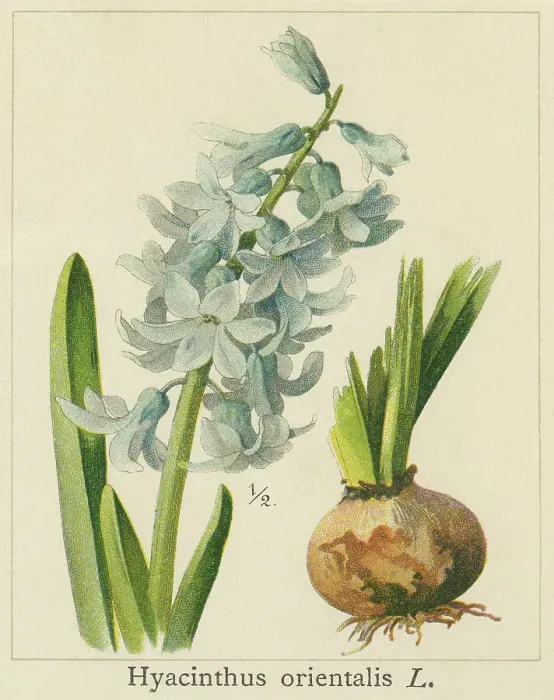 Framed Print : Old chromolithograph illustration of Botany, Hyacinthus, a genus of bulbous, spring-blooming perennials, fragrant flowering plants in the family Asparagaceae, subfamily Scilloideae and commonly called hyacinth (Hyacinthus orientalis L. ) Framed Print : Old chromolithograph illustration of Botany, Hyacinthus, a genus of bulbous, spring-blooming perennials, fragrant flowering plants in the family Asparagaceae, subfamily Scilloideae and commonly called hyacinth (Hyacinthus orientalis L. )