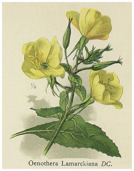 Old chromolithograph illustration of Botany, large-flowered evening-primrose or redsepal evening primrose (Oenothera glazioviana)