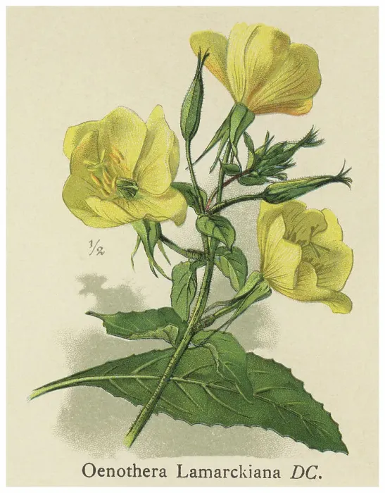 Framed Print : Old chromolithograph illustration of Botany, large-flowered evening-primrose or redsepal evening primrose (Oenothera glazioviana) Framed Print : Old chromolithograph illustration of Botany, large-flowered evening-primrose or redsepal evening primrose (Oenothera glazioviana)