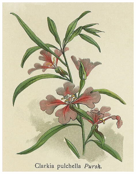 Old chromolithograph illustration of Botany, pinkfairies, ragged robin or deerhorn clarkia (Clarkia pulchella)