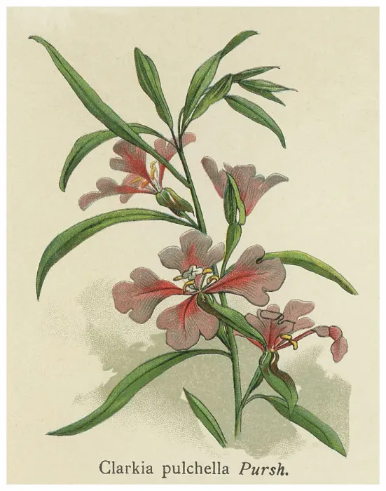Framed Print : Old chromolithograph illustration of Botany, pinkfairies, ragged robin or deerhorn clarkia (Clarkia pulchella) Framed Print : Old chromolithograph illustration of Botany, pinkfairies, ragged robin or deerhorn clarkia (Clarkia pulchella)