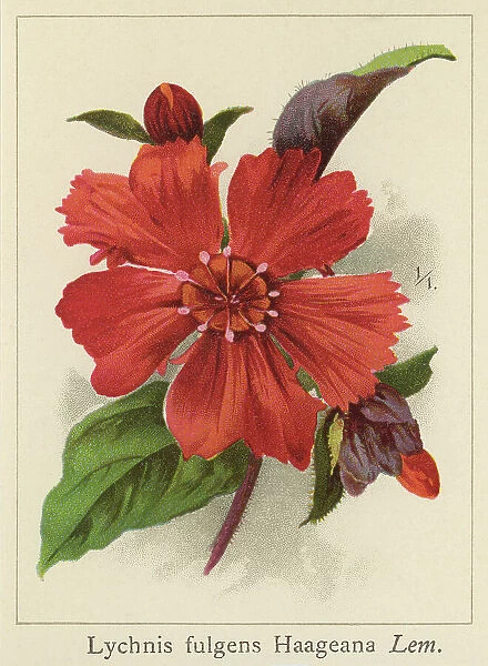 Old chromolithograph illustration of Botany, Lychnis --haageana, short lived perennial, clump forming
