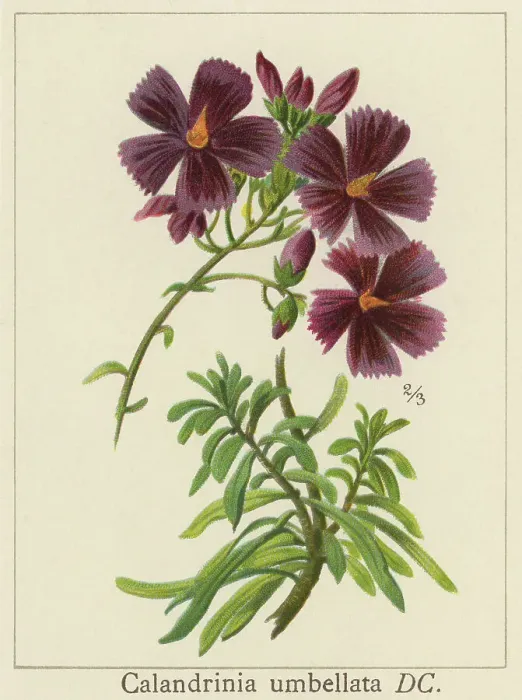 Framed Print : Old chromolithograph illustration of Botany, Calandrinia plant, a large genus of flowering plants known as purslanes and redmaids (Calandrinia umbellata) Framed Print : Old chromolithograph illustration of Botany, Calandrinia plant, a large genus of flowering plants known as purslanes and redmaids (Calandrinia umbellata)