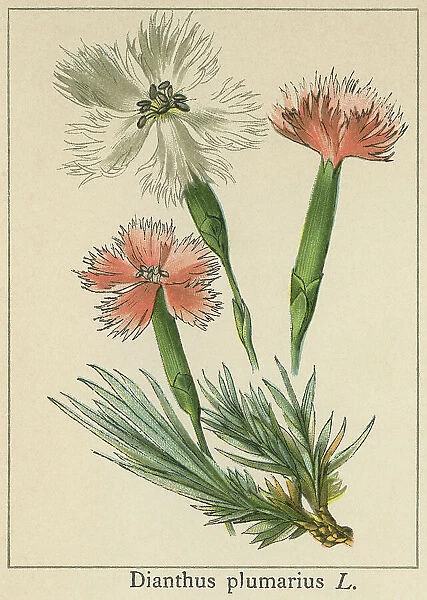 Old chromolithograph illustration of Botany, common pink, garden pink, wild pink (Dianthus plumarius)