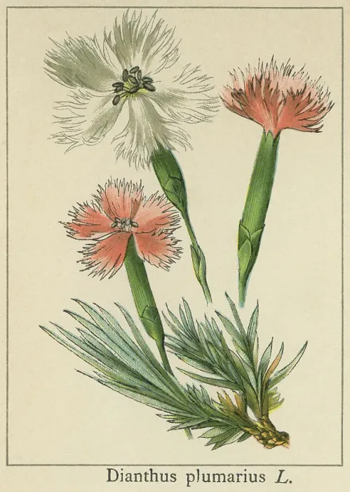 Framed Print : Old chromolithograph illustration of Botany, common pink, garden pink, wild pink (Dianthus plumarius) Framed Print : Old chromolithograph illustration of Botany, common pink, garden pink, wild pink (Dianthus plumarius)