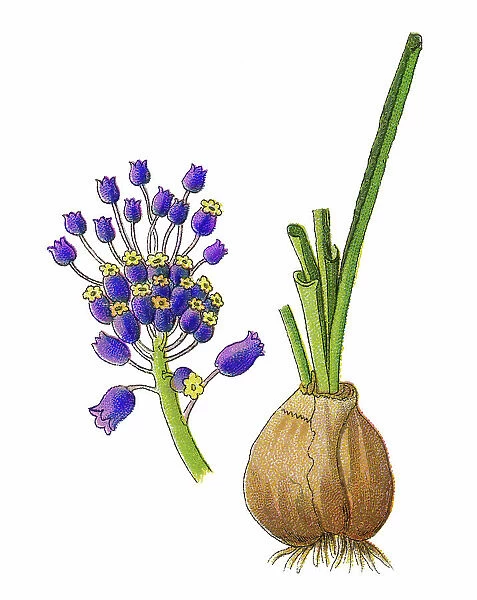 Old chromolithograph illustration of Botany, tassel hyacinth or tassel grape hyacinth (Leopoldia comosa or Muscari comosum)