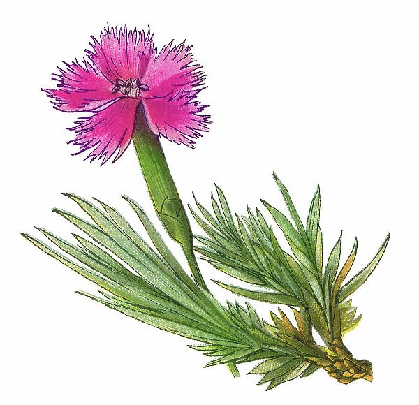 Old chromolithograph illustration of Botany, common pink, garden pink, wild pink (Dianthus plumarius)