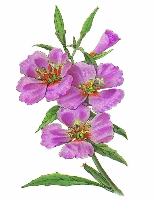 Framed Print : Old chromolithograph illustration of Botany, Ruby Chalice Clarkia or Farewell to Spring (Clarkia rubicunda)