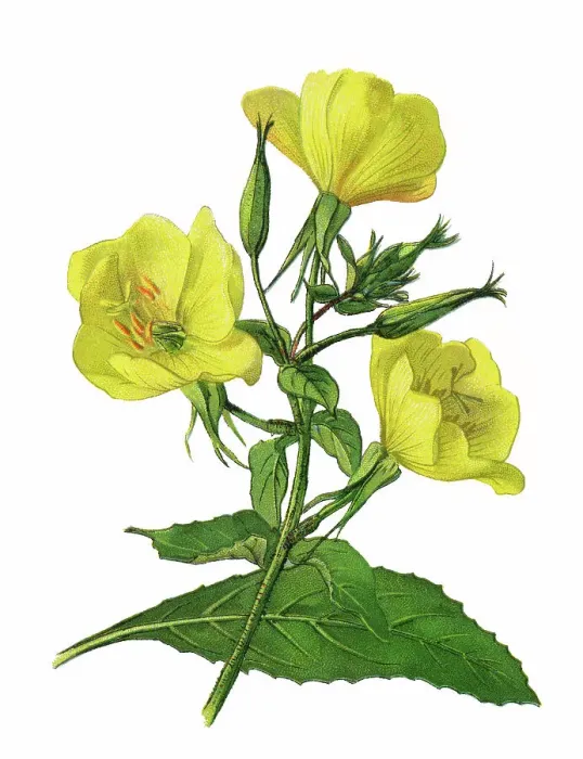Framed Print : Old chromolithograph illustration of Botany, large-flowered evening-primrose or redsepal evening primrose (Oenothera glazioviana) Framed Print : Old chromolithograph illustration of Botany, large-flowered evening-primrose or redsepal evening primrose (Oenothera glazioviana)