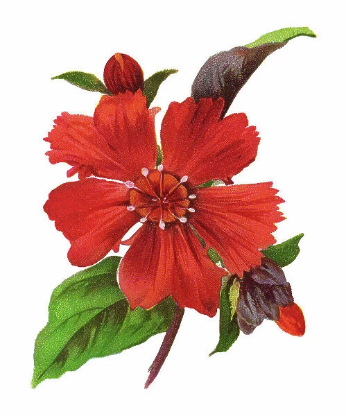 Old chromolithograph illustration of Botany, Lychnis --haageana, short lived perennial, clump forming