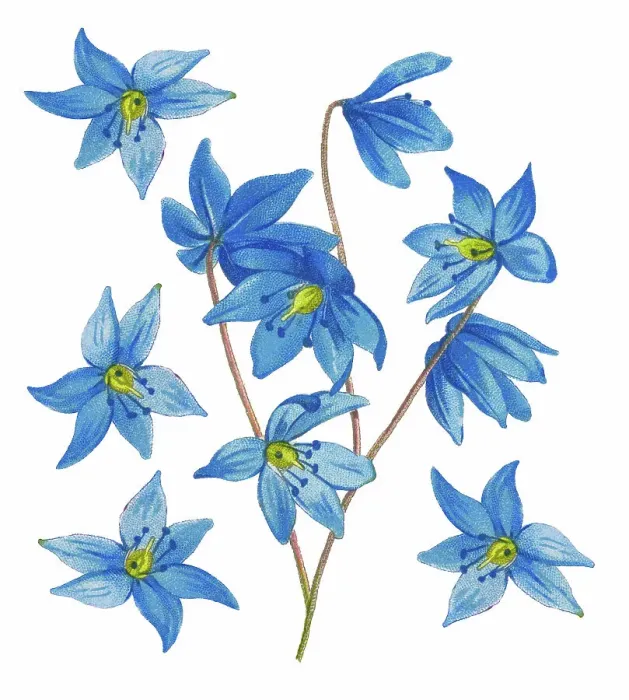 Framed Print : Old chromolithograph illustration of Botany, the Siberian squill or wood squill (Scilla siberica) Framed Print : Old chromolithograph illustration of Botany, the Siberian squill or wood squill (Scilla siberica)