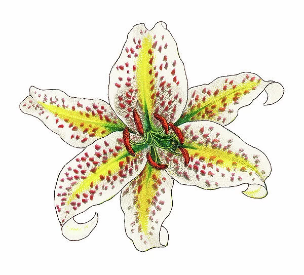 Old chromolithograph illustration of Botany, golden-rayed lily or the goldband lily (Lilium auratum)