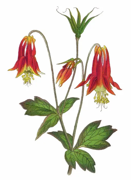 Framed Print : Old chromolithograph illustration of Botany, Canadian or Canada columbine, eastern red columbine, or wild columbine (Aquilegia canadensis) Framed Print : Old chromolithograph illustration of Botany, Canadian or Canada columbine, eastern red columbine, or wild columbine (Aquilegia canadensis)