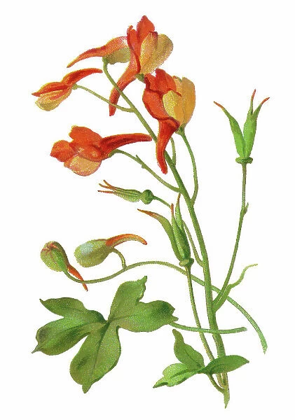 Old chromolithograph illustration of Botany, canyon larkspur, red larkspur, orange larkspur or canyon delphinium (Delphinium nudicaule)