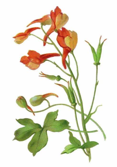 Framed Print : Old chromolithograph illustration of Botany, canyon larkspur, red larkspur, orange larkspur or canyon delphinium (Delphinium nudicaule)
