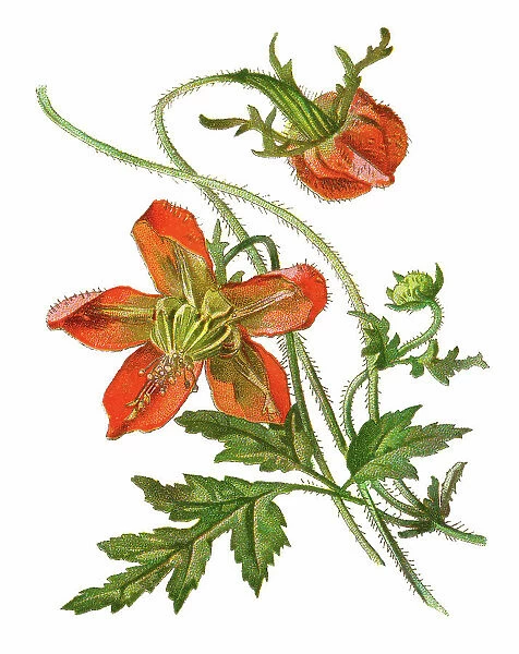 Old chromolithograph illustration of Botany, Caiophora, a genus of flowering plants belonging to the family Loasaceae
