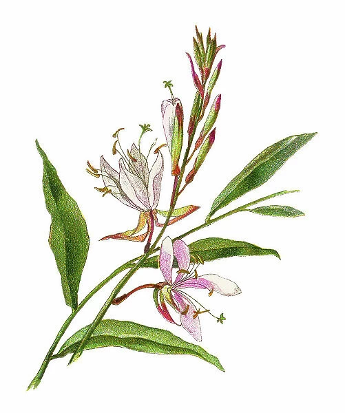 Old chromolithograph illustration of Botany, Lindheimer's beeblossom, white gaura, pink gaura, Lindheimer's clockweed or Indian feather (Oenothera lindheimeri)