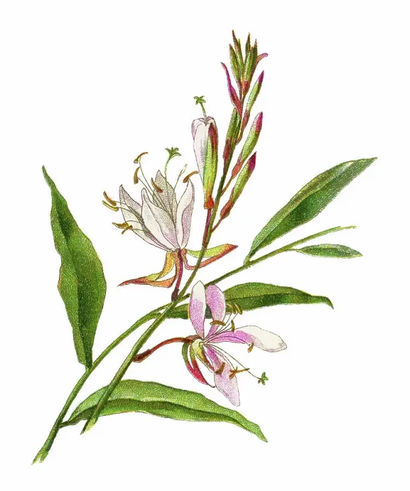 Framed Print : Old chromolithograph illustration of Botany, Lindheimer's beeblossom, white gaura, pink gaura, Lindheimer's clockweed or Indian feather (Oenothera lindheimeri) Framed Print : Old chromolithograph illustration of Botany, Lindheimer's beeblossom, white gaura, pink gaura, Lindheimer's clockweed or Indian feather (Oenothera lindheimeri)