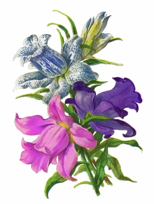 Framed Print : Old chromolithograph illustration of Botany, Canterbury bells (Campanula medium) Framed Print : Old chromolithograph illustration of Botany, Canterbury bells (Campanula medium)