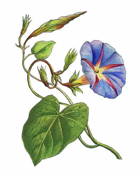 Old chromolithograph illustration of Botany, the common morning-glory, tall morning-glory, or purple morning glory (Ipomoea purpurea)