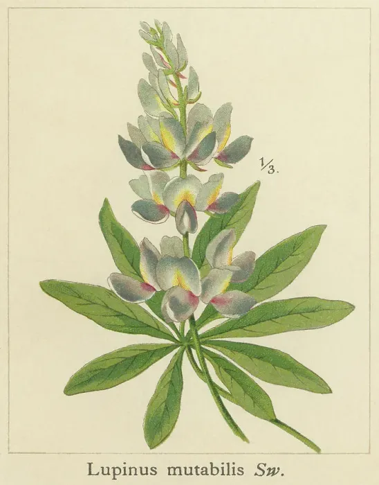 Framed Print : Old chromolithograph illustration of Botany, tarwi, chocho, altramuz, Andean lupin, South American lupin, Peruvian field lupin, and pearl lupin (Lupinus mutabilis) Framed Print : Old chromolithograph illustration of Botany, tarwi, chocho, altramuz, Andean lupin, South American lupin, Peruvian field lupin, and pearl lupin (Lupinus mutabilis)