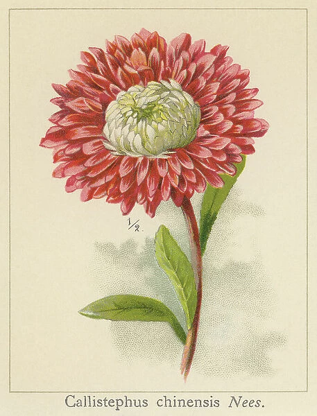 Old chromolithograph illustration of Botany, China aster or annual aster (Callistephus chinensis)