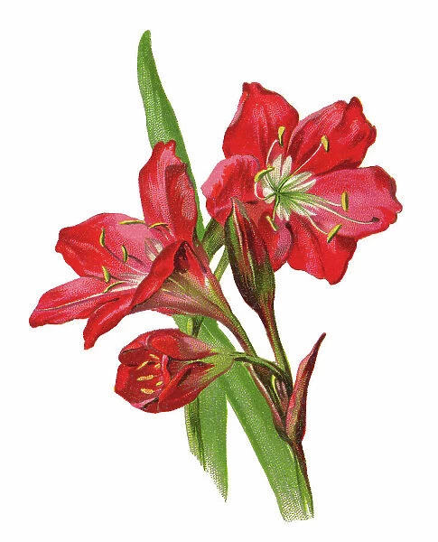 Old chromolithograph illustration of Botany, Scarborough lily, fire lily or George lily, is a bulbous flowering plant (Cyrtanthus elatus or Vallota purpurea)