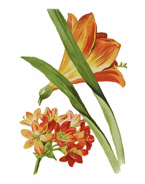 Old chromolithograph illustration of Botany, the Natal lily or bush lily or kaffir lily (Clivia miniata)