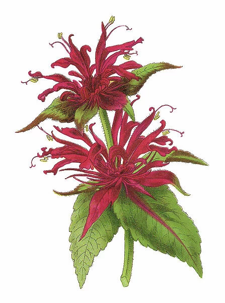 Old chromolithograph illustration of Botany, crimson beebalm, scarlet beebalm, scarlet monarda, Eau-de-Cologne plant, Oswego tea, or bergamot (Monarda didyma)