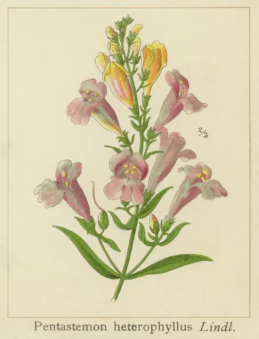 Framed Print : Old chromolithograph illustration of Botany, bunchleaf penstemon, foothill penstemon or foothill beardtongue (Penstemon heterophyllus) Framed Print : Old chromolithograph illustration of Botany, bunchleaf penstemon, foothill penstemon or foothill beardtongue (Penstemon heterophyllus)