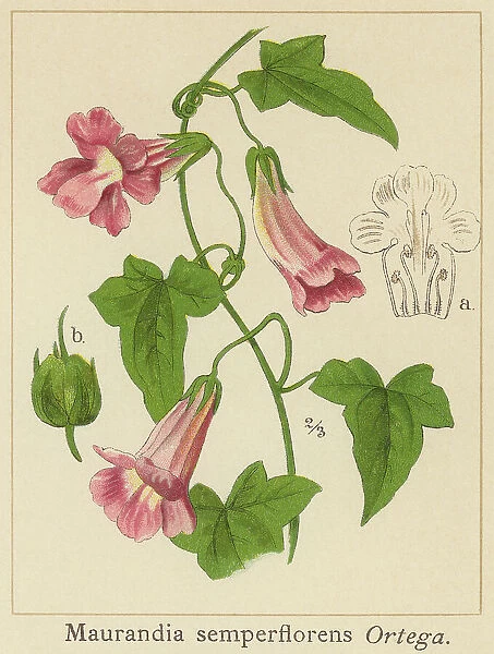 Old chromolithograph illustration of Botany, trailing snapdragon or snapdragon vine (Maurandya scandens or Maurandya semperflorens)