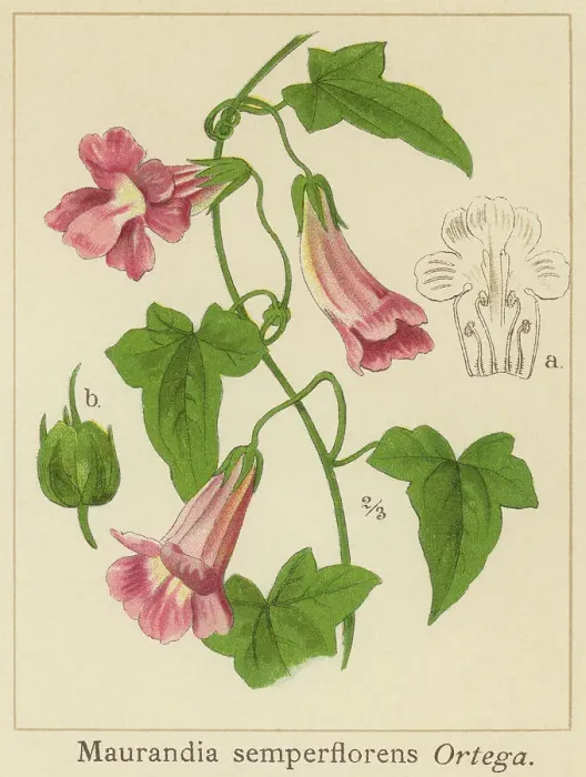 Framed Print : Old chromolithograph illustration of Botany, trailing snapdragon or snapdragon vine (Maurandya scandens or Maurandya semperflorens) Framed Print : Old chromolithograph illustration of Botany, trailing snapdragon or snapdragon vine (Maurandya scandens or Maurandya semperflorens)